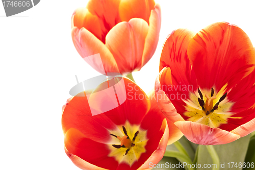 Image of Beautiful red tulips on white background