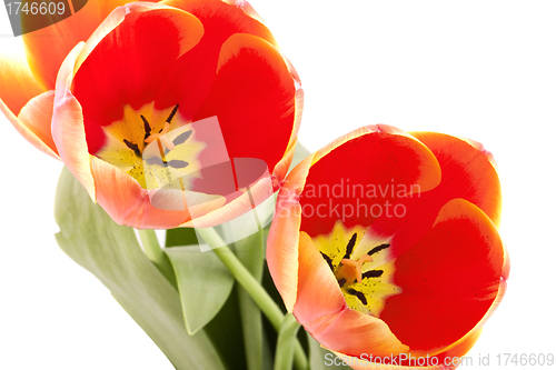 Image of Beautiful red tulips on white background