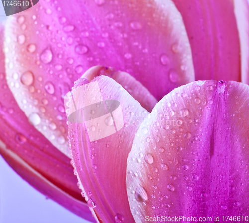 Image of Purple tulips