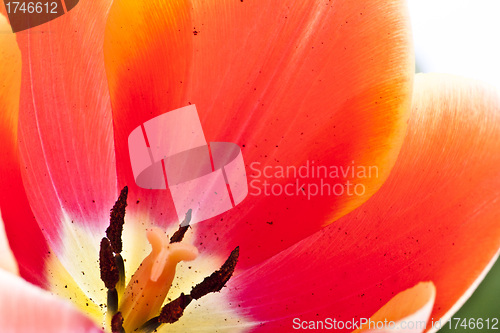 Image of Beautiful red tulips close-up