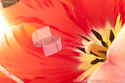 Image of red tulips