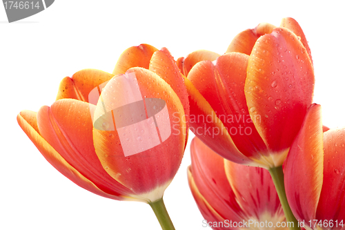 Image of bouquet of red tulips isolated on white