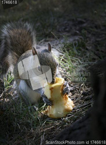 Image of Gray Squirrel  