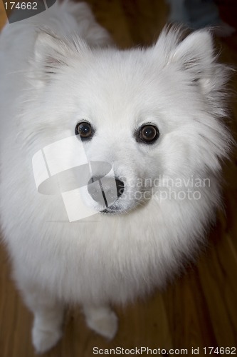Image of American Eskimo