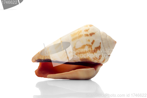 Image of Seashell