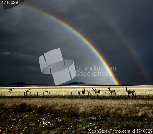 Image of Rainbow and Guanacos