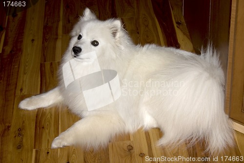 Image of Listening Puppy
