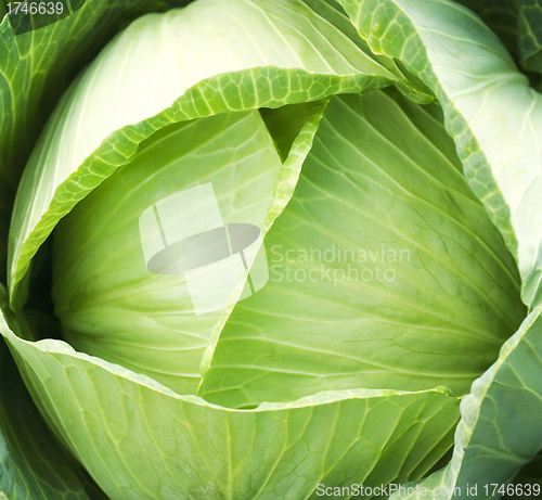 Image of Green cabbage's head with leafs with early dew