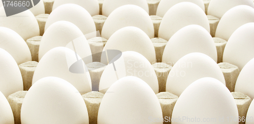 Image of Chicken egg background