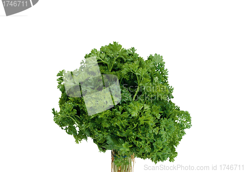 Image of Lettuce