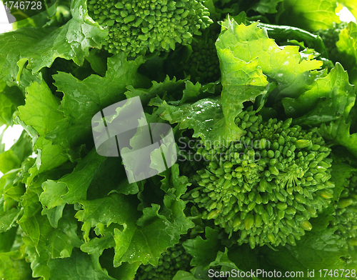 Image of Green cabbage