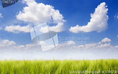 Image of field of grass and perfect sky