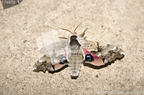 Image of Moth