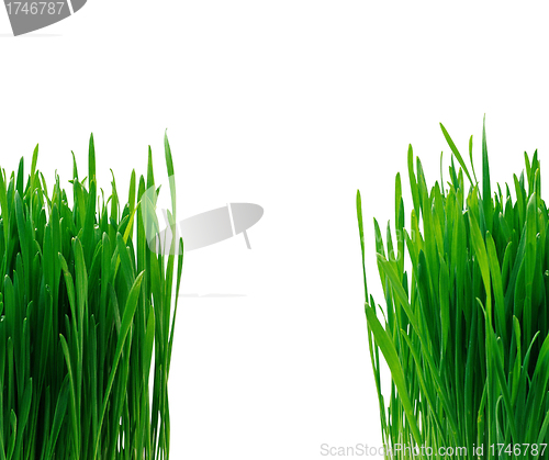 Image of grass on white
