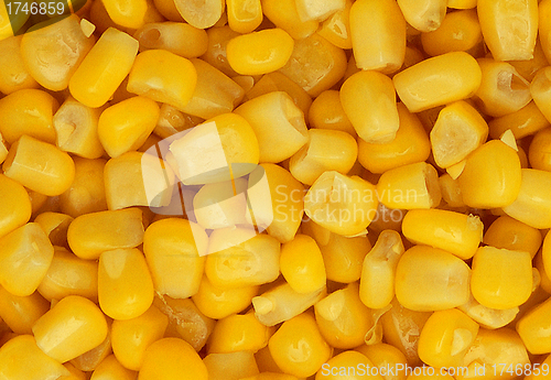 Image of image of corn background