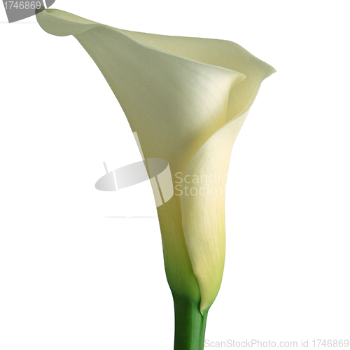 Image of Calla lily