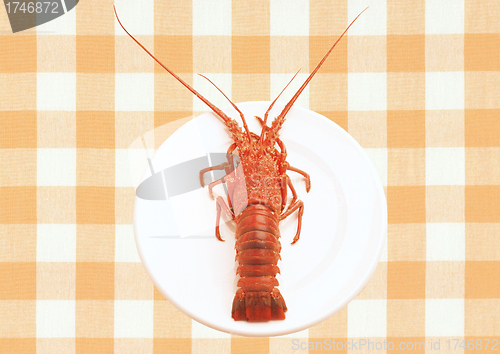 Image of whole red lobster on a plate isolated