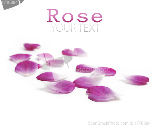 Image of Rose petals