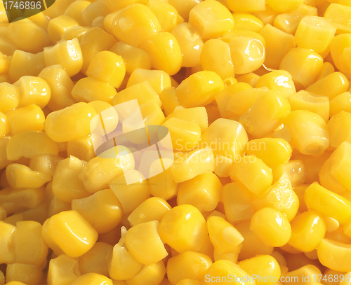 Image of Sweet corn background