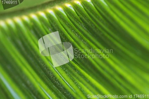 Image of Green leaf macro