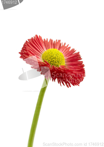 Image of Red daisy flower isolated