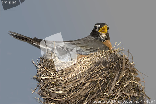 Image of Robin in Her Nest