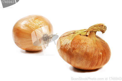 Image of Onion on white background