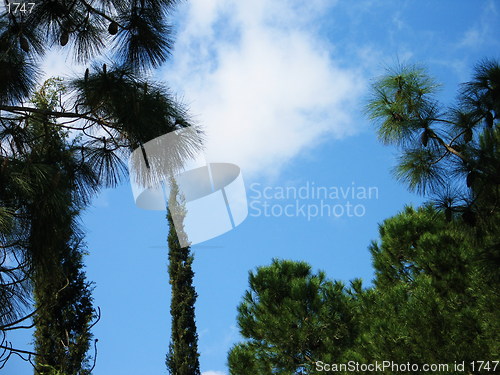 Image of Trees and skies. Cyprus