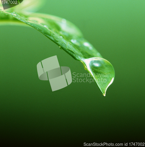 Image of Water drops on green leaf