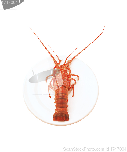 Image of whole red lobster isolated on white