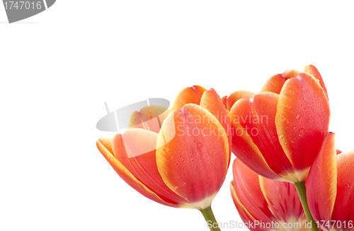 Image of bouquet of red tulips isolated on white
