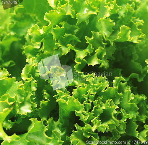 Image of Fresh green Lettuce salad background