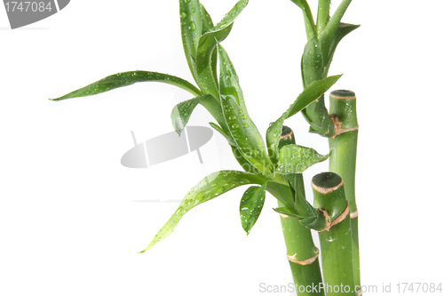 Image of water drop on bamboo leafs