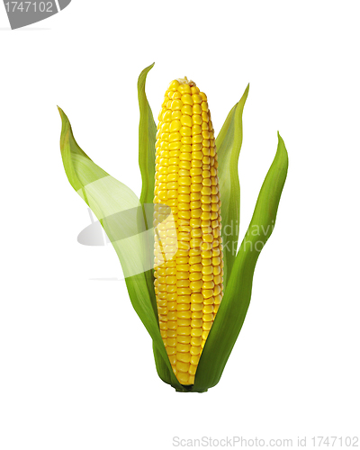 Image of corn isolated on white background