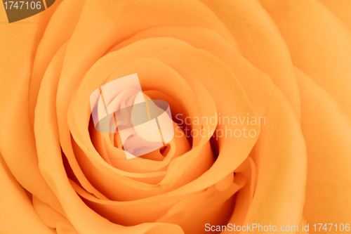 Image of orange rose close up
