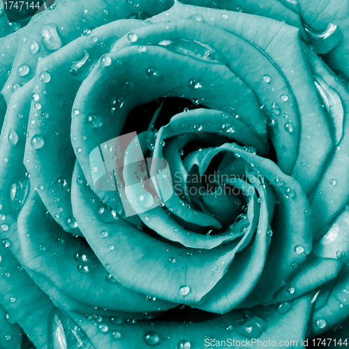 Image of rose petals