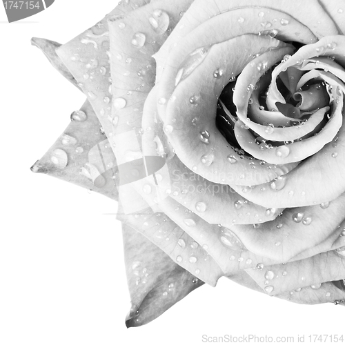 Image of white rose