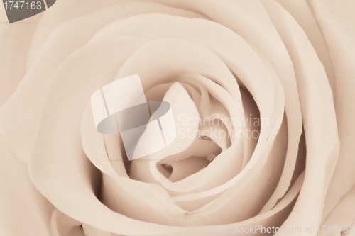 Image of white rose close up