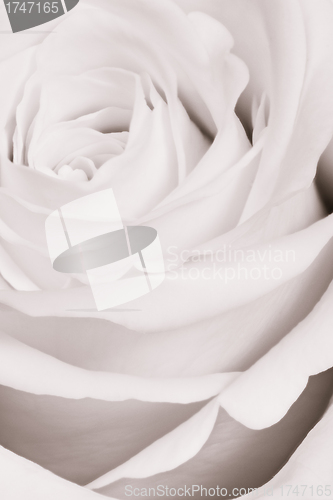 Image of white rose close up