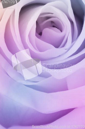 Image of multicolor rose