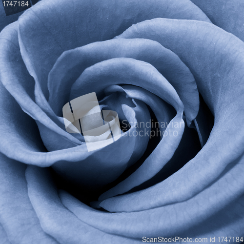 Image of blue rose