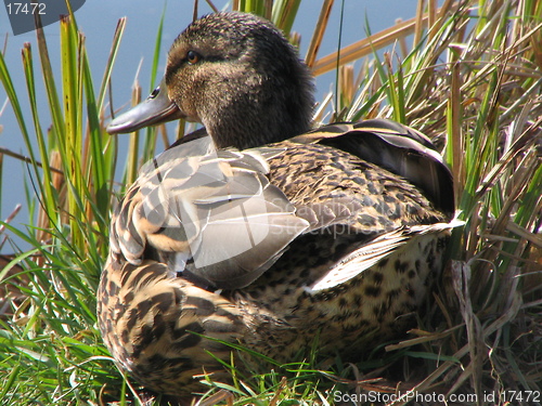 Image of Female Mallard