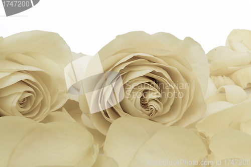 Image of white rose macro