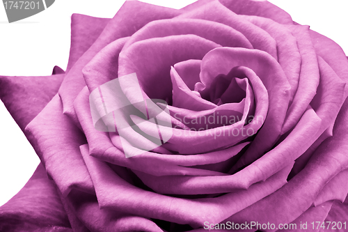 Image of pink rose