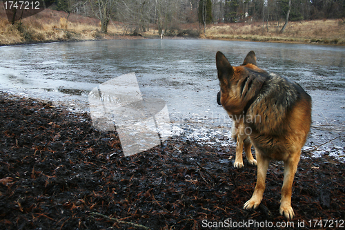 Image of German shepherd