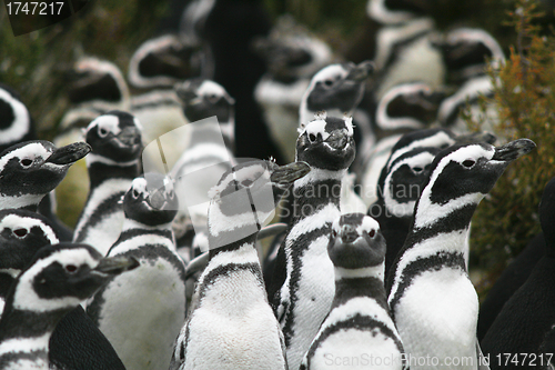 Image of Penguins,