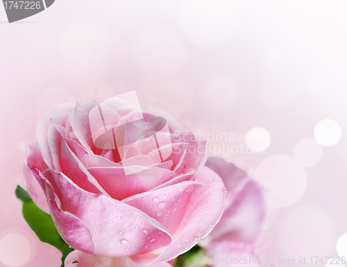 Image of Pink Rose