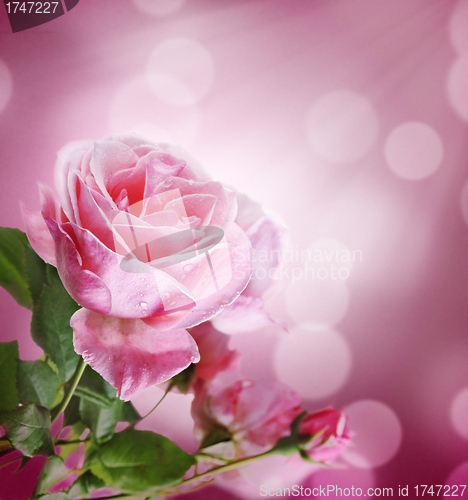 Image of Pink Rose