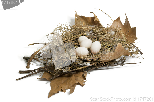 Image of Dove nest 