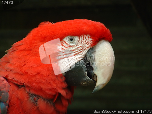 Image of Green Wing Macaw